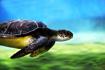 Reptiles Royalty-Free and Rights-Managed Images - Green Sea Turtle 2 by Marilyn Hunt