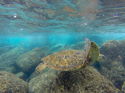 Reptiles Photo Royalty Free Images - Green Sea Turtle Royalty-Free Image by Megan Martens