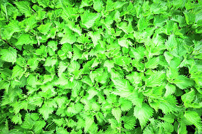 1-war Is Hell - Green Stinging Nettles Weed Background by John Williams
