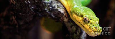 Reptiles Photo Royalty Free Images - The Approach Royalty-Free Image by Nando Lardi