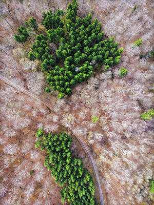 Mother And Child Animals - Green trees and bare trees from above by Matthias Hauser