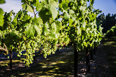 Wine Photos - Green Wine Grapes 2 by Pelo Blanco Photo