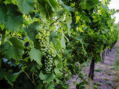 Wine Photos - Green Wine Grapes 3 by Pelo Blanco Photo