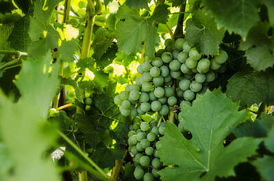 Wine Photos - Green Wine Grapes by Pelo Blanco Photo
