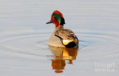 Shaken Or Stirred - Green Wing Teal At Sunrise by Robert Frederick