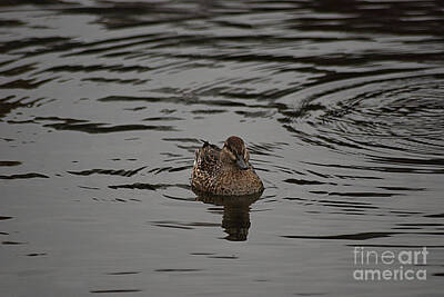 The Beatles - Green-winged Teal 201311109_99 by Tina Hopkins