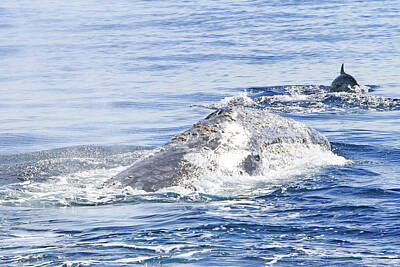 Windmills Rights Managed Images - Grey Whale 2 Royalty-Free Image by Shoal Hollingsworth