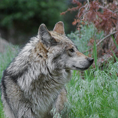 Animals Mixed Media - Grey Wolf Profile 2 by Ernest Echols