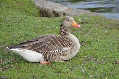 Black And White Rock And Roll Photographs - Greylag Goose Resting by Adrian Wale