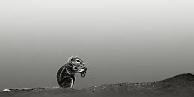 Animals Photos - Ground squirrel by Johan Swanepoel