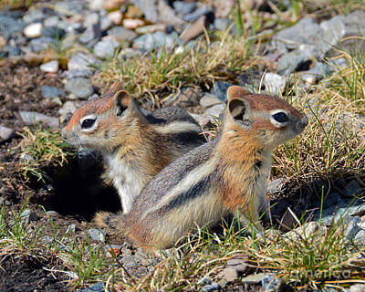 Road And Street Signs - Ground Squirrels at Molas Pass by Catherine Sherman