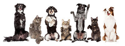 Animals Photos - Group of Dogs and Cats Together Begging by Good Focused