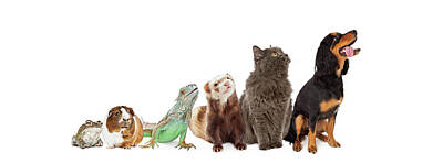 Reptiles Royalty Free Images - Group of Pets Looking Up and Side Banner Royalty-Free Image by Good Focused
