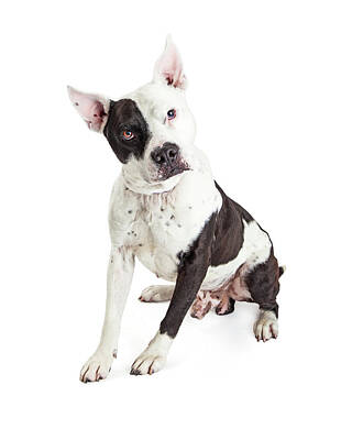 World Forgotten Rights Managed Images - Guard Dog Pit Bull Over White Royalty-Free Image by Good Focused