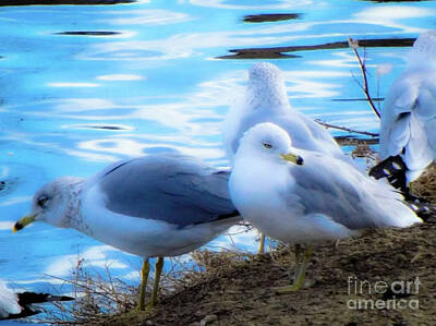 Palm Trees Rights Managed Images - Gulls Royalty-Free Image by Chad Vidas