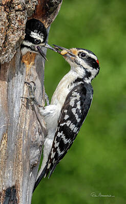 Dan Beauvais Royalty-Free and Rights-Managed Images - Hairy Woodpecker Feeding Chick 5011 by Dan Beauvais
