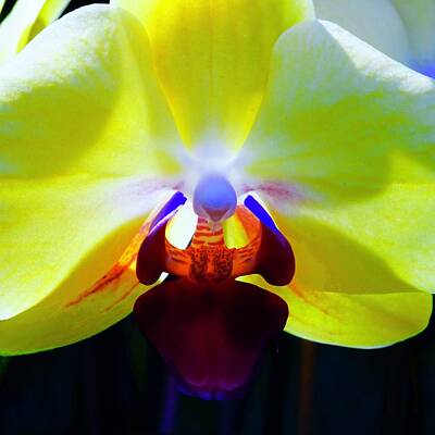Stunning 1x - Halo Orchid by Tim G Ross