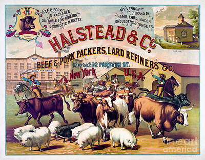 Mammals Mixed Media - Halstead and C beef and pork Packers Vintage Poster by Vintage Treasure