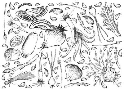 Lilies Drawings - Hand Drawn of Bulb and Stem Vegetables Background by Iam Nee