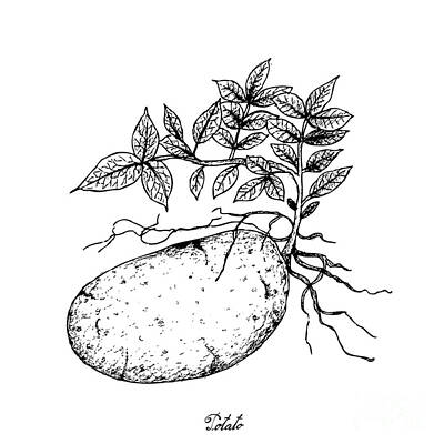 Mother And Child Animals - Hand Drawn of Fresh Potatoes on A White Background by Iam Nee