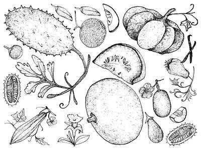Reptiles Drawings Royalty Free Images - Hand Drawn of Gourd and Squash Fruits Royalty-Free Image by Iam Nee