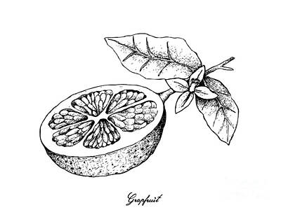 Recently Sold - Food And Beverage Drawings - Hand Drawn of Grapefruit Fruit on White Background by Iam Nee
