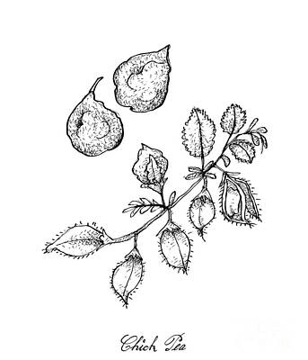 Food And Beverage Drawings - Hand Drawn of Pod of Chick Peas on A Plant by Iam Nee