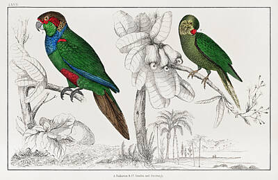 Birds Drawings Royalty Free Images - Handcolored tableau of two parakeets Royalty-Free Image by Vincent Monozlay