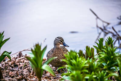 Modern Man Air Travel Rights Managed Images - Happy mallard 1 Royalty-Free Image by Leif Sohlman