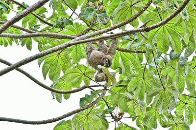 Going Green - Happy Sloth Eating a Cecropia Leaf by Paul Gerace