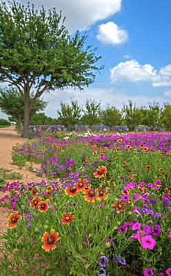 Florals Photos - Happy Trail at the Farm by Lynn Bauer