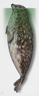 Fleetwood Mac - Harbour Seal - Harbor Seal - Phoca vitulina - Phoque commun - Foca comune - Pinniped - sleeping  by Urft Valley Art \ Matt J G  Maassen-Pohlen