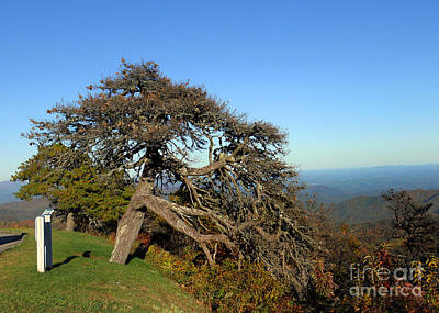 Cities Rights Managed Images - Hard Grow On Mt Mitchell Royalty-Free Image by Skip Willits