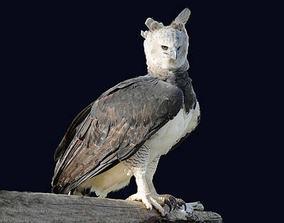 Uk Soccer Stadiums - Harpy Eagle by Keith Lovejoy