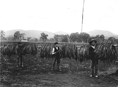 Botanical Farmhouse - Harvesting Tobacco, Kerry and Co, Sydney, Australia, c. 1884-1917 by Celestial Images