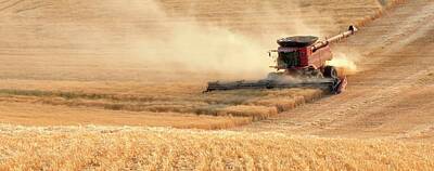 Jerry Sodorff Royalty-Free and Rights-Managed Images - Harvesting Wheat 1336 by Jerry Sodorff