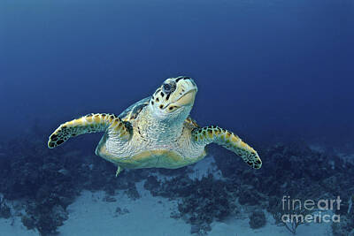 Reptiles Photos - Hawksbill Sea Turtle, Nassau, The by Amanda Nicholls