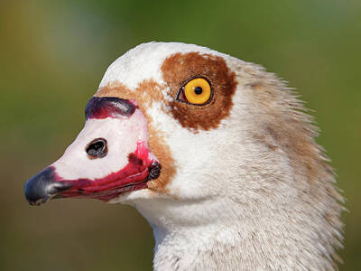 Its A Piece Of Cake - Head Shot of an Egyptian Goose by Jill Nightingale