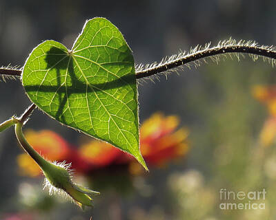 Mid Century Modern Royalty Free Images - Heart Leaf 1 Royalty-Free Image by Christy Garavetto