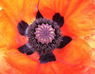 Orphelia Aristal Royalty Free Images - Heart of a Poppy Royalty-Free Image by Orphelia Aristal