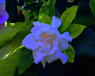 Old Masters - Heart Warmth in a Gardenia by Tim G Ross