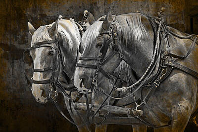 Animals Photo Rights Managed Images - Heavy Horses Royalty-Free Image by Randall Nyhof