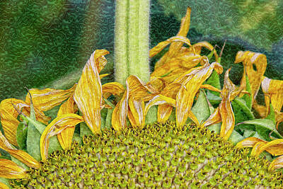 Sunflowers Digital Art - Helianthus Swirlifloris by Becky Titus