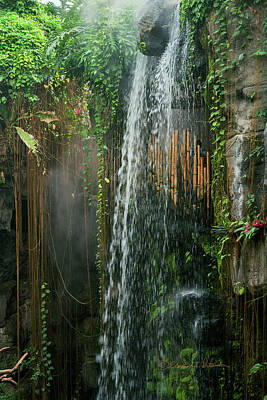 Aromatherapy Oils - Henry Doorly Waterfall by Ed Peterson