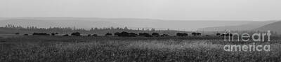 Mammals Rights Managed Images - Herd Of Bison Grazing Panorama BW Royalty-Free Image by Michael Ver Sprill