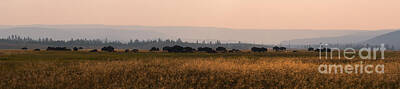 Mammals Rights Managed Images - Herd Of Bison Grazing Panorama Royalty-Free Image by Michael Ver Sprill
