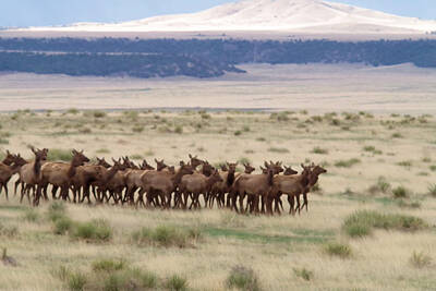 Birds Royalty-Free and Rights-Managed Images - Herd of Elk by Jeff Swan