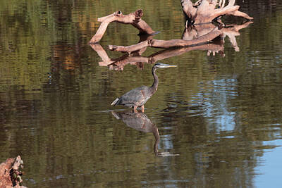 John Moyer Royalty-Free and Rights-Managed Images - Heron Reflection by John Moyer