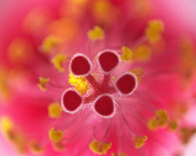 Abstract Flowers Photos - Hibiscus Macro Abstract by Ernest Echols