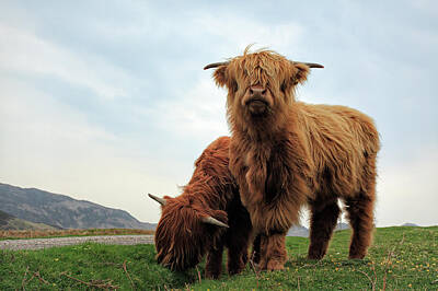 Animals Photos - Highland Cow Calves by Grant Glendinning
